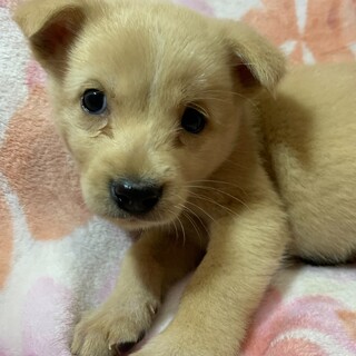 保健所からレスキューした子犬ルミ♀