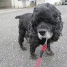 おっとりゆったりシニア犬！アメコカのペパーミント サムネイル2
