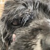 おっとりゆったりシニア犬！アメコカのペパーミント サムネイル3