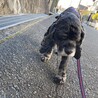 おっとりゆったりシニア犬！アメコカのペパーミント サムネイル4