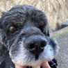 おっとりゆったりシニア犬！アメコカのペパーミント サムネイル5