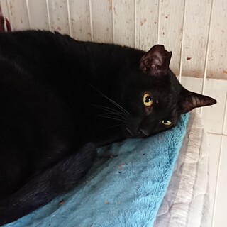 すぐにへそ天しちゃう 王子くん