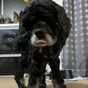 おっとりゆったりシニア犬！アメコカのペパーミント サムネイル6