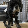 おっとりゆったりシニア犬！アメコカのペパーミント サムネイル7