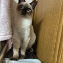 繊細な美猫　シャムちゃんです