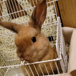 ⭐募集停止⭐保護うさぎ　康(こう)くん　去勢済