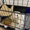 2匹同時引き取りでお願いします