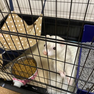 2匹同時引き取りでお願いします