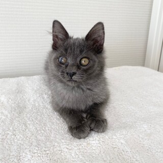 グレーの毛並みが素敵な兄弟猫　好奇心旺盛な　泳♂