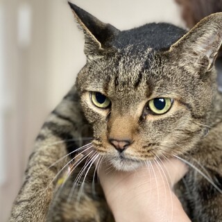 綺麗なキジトラ★優男★マキオくん