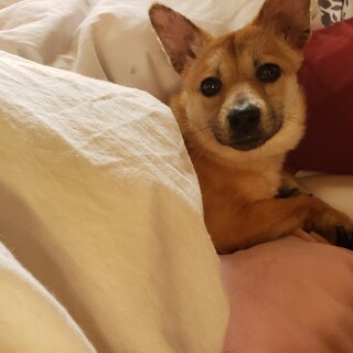 トライアル決定 小さめ中型犬の百花ちゃん