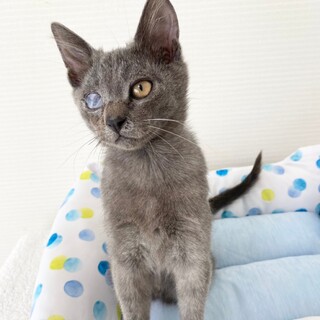 グレーの毛並みが素敵な兄弟猫　甘えん坊な　航♂