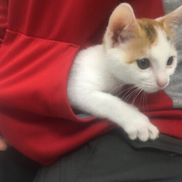 神の島子猫　クーデリアの写真