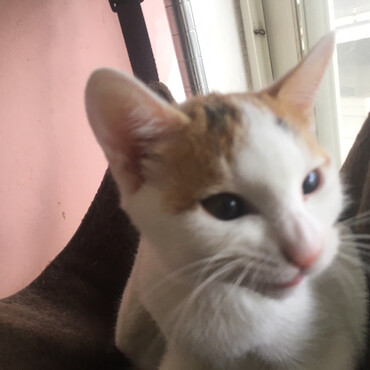 神の島子猫　クーデリアの写真
