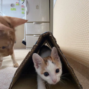 神の島子猫　クーデリアの写真