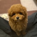 応募多数、一旦停止　/ 生後３ヶ月のトイプードル