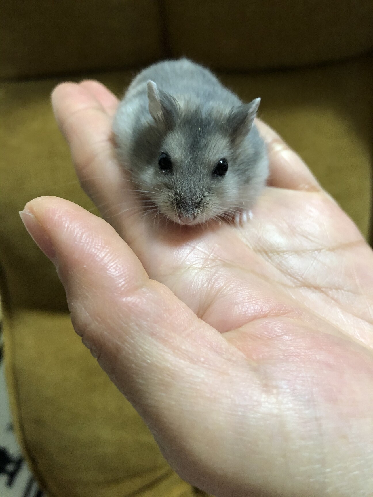 ブルーサファイアハムスター 東京都 小動物の里親募集 ペットのおうち 月間利用者150万人