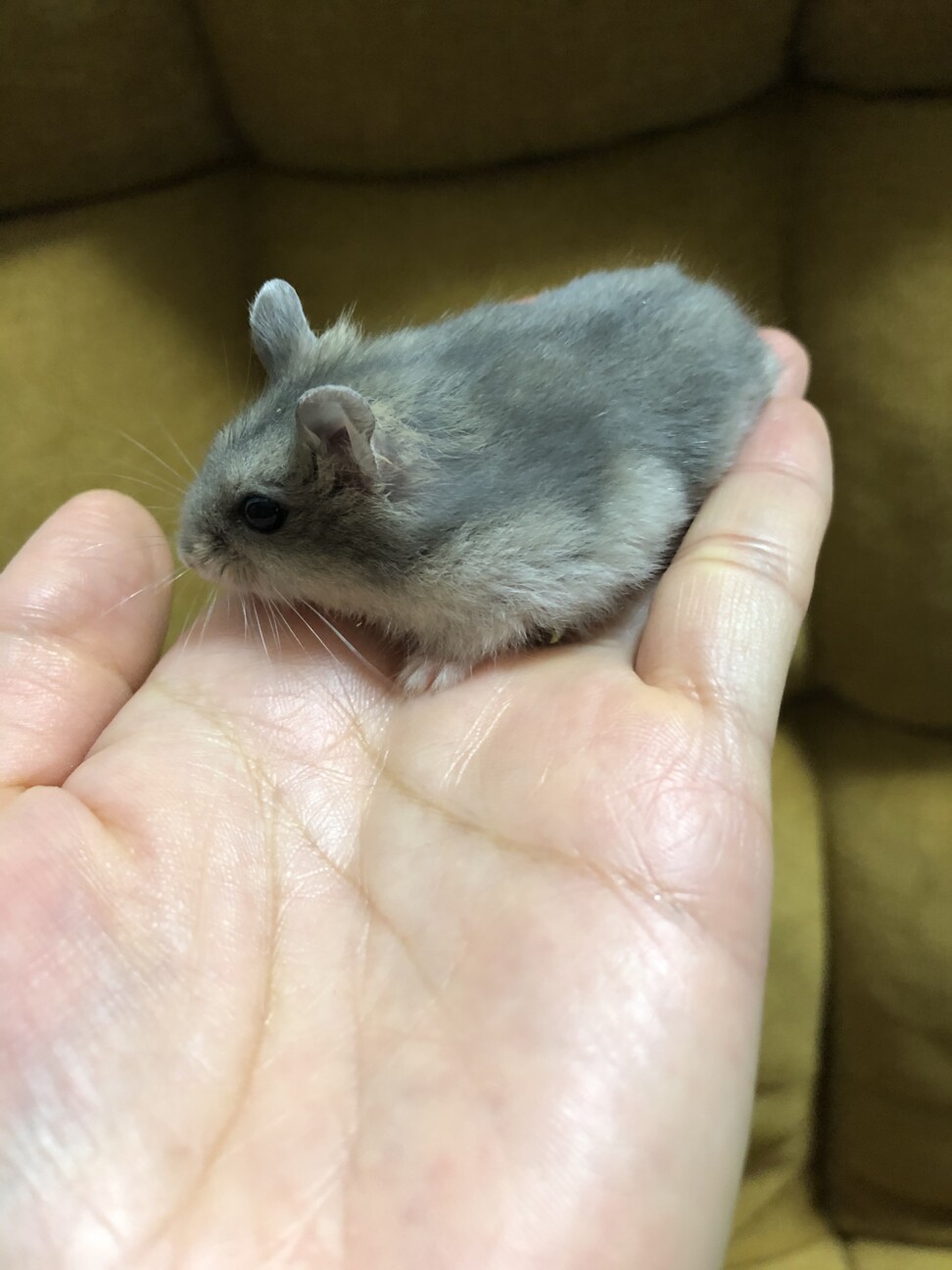 ブルーサファイアハムスター サムネイル2