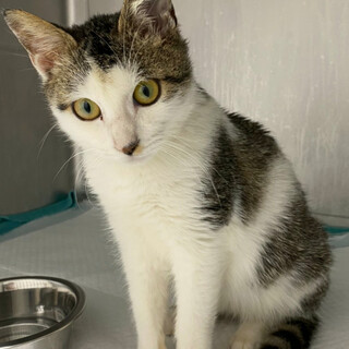 穏やかで可愛いキジ白の男の子！