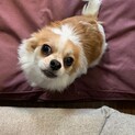 チワワ　オス　約１才