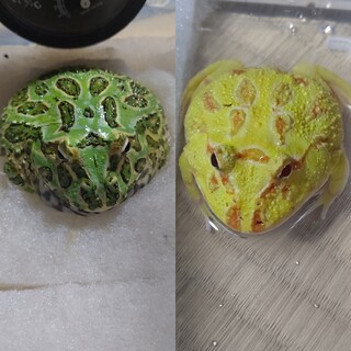 クランウェルツノガエル 2匹