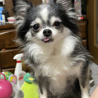 チェリー