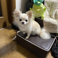 イヴ