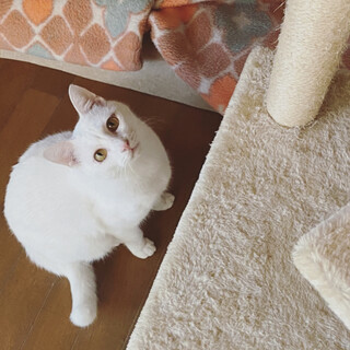 僕 マシロ