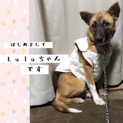 「はじめまして、Luluちゃんです」サムネイル1