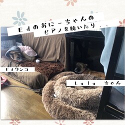 「はじめまして、Luluちゃんです」サムネイル2