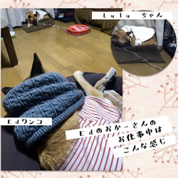 「はじめまして、Luluちゃんです」サムネイル3