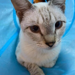 淡路っこ♪モアイちゃん♪里親絶賛募集中！