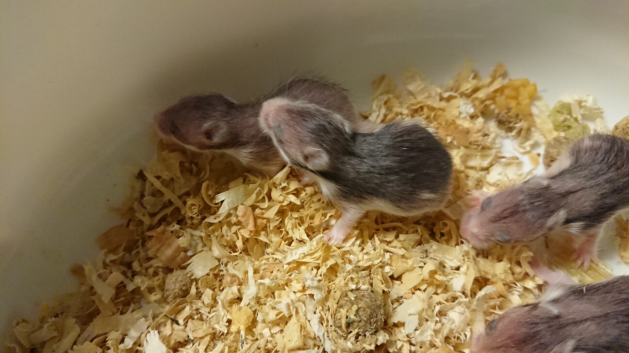 受付停止中 ゴールデン 埼玉県 小動物の里親募集 ペットのおうち 月間利用者150万人
