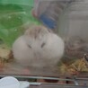 太あざらし