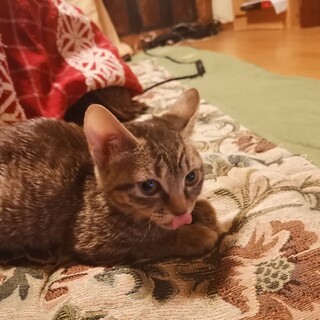 グレーのきじ♂、アビシニアン風きじ♀3ヶ月