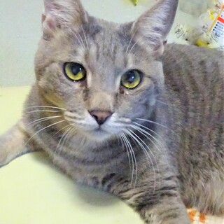 少しビビリエイズ陽性、　銀くん