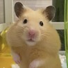 はむじ～