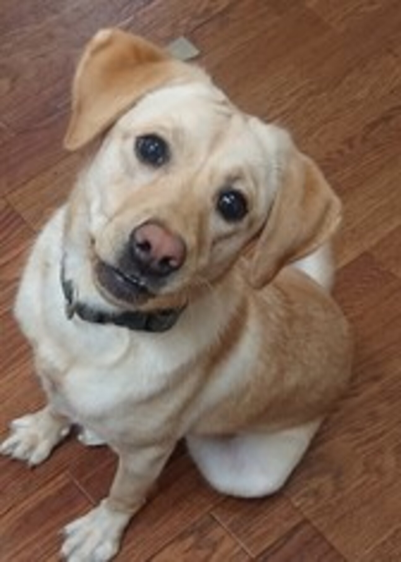 キャリアチェンジ 元気溌 埼玉県 犬の里親募集 ペットのおうち 月間利用者150万人