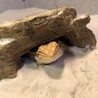 reptileagomiさん