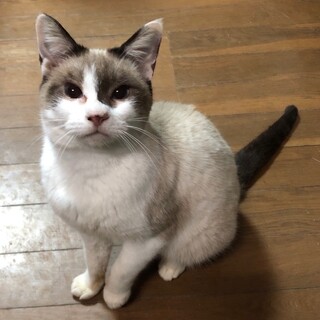 犬猫人間みんな大好きな陽気な女の子