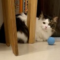 【1/16芝浦】長毛ワガママ猫の経験者求む！