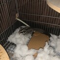 【一旦応募締め切ります】フクロモモンガ2ヶ月　オス