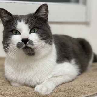 至急1/30ﾘﾘｰｽ虐殺現場から保護♂1才