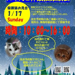 保護ねこ譲渡会@プチシェルター猫部屋