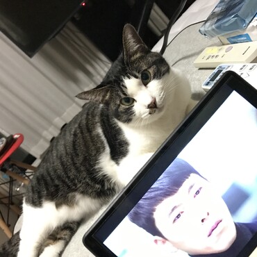 愛の不時着、ニャンちゅう(´∀｀)