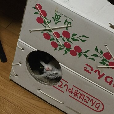 あたちのガリガリ♡寝床♡誰にもわたさニャイ♡