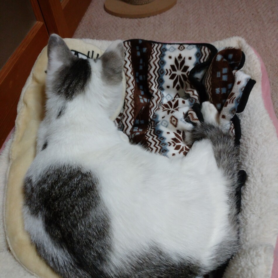 みーちゃんのカバー写真