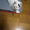の写真