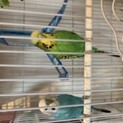 インコペア