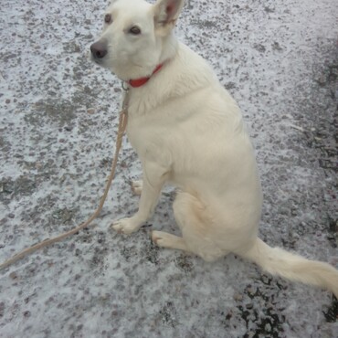2020年12月30日の雪